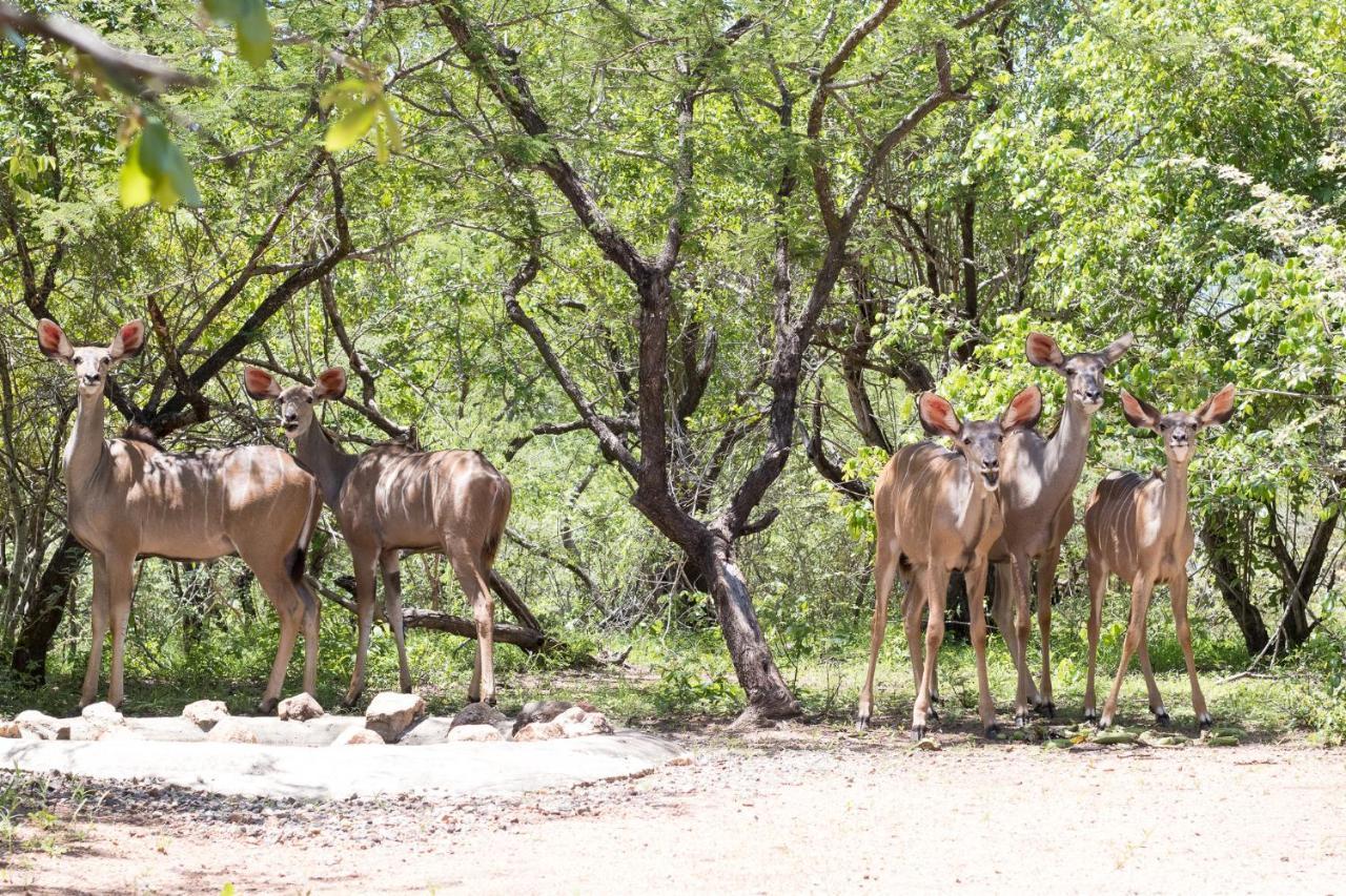 Hello Kruger Hideaway Cottage & Skilpad Studio مارلوث بارك المظهر الخارجي الصورة